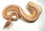 Load image into Gallery viewer, 2022 Male Coral Glow Hidden Gene Woma Granite Mojave Fader Ball Python - SALE!