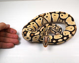 Load image into Gallery viewer, 2021 Male Pastel Desert Ghost Possible Het Clown Ball Python - SALE!