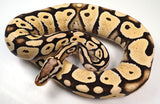 Load image into Gallery viewer, 2021 Male Pastel Desert Ghost Possible Het Clown Ball Python - SALE!