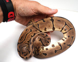 Load image into Gallery viewer, 2022 Male Spider Leopard Woma EMG Het Ghost Ball Python - SALE!