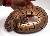 Load image into Gallery viewer, 2022 Male Spider Leopard Woma EMG Het Ghost Ball Python - SALE!