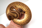 Load image into Gallery viewer, 2022 Female Black Head Pastel Pinstripe Het Clown Ball Python - SALE!