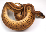 Load image into Gallery viewer, 2022 Female Black Head Pastel Pinstripe Het Clown Ball Python - SALE!