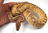 Load image into Gallery viewer, 2022 Female Pastel Hidden Gene Woma Fader Special Odium Ball Python - SALE!