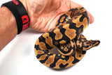 Load image into Gallery viewer, 2022 Male Yellow Belly Confusion Ball Python - SALE!