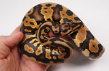 Load image into Gallery viewer, 2022 Male Yellow Belly Confusion Ball Python - SALE!