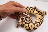 Load image into Gallery viewer, 2022 Male Super Pastel Spotnose Lucifer YB  Ball Python - SALE!