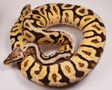 Load image into Gallery viewer, 2022 Male Super Pastel Spotnose Lucifer YB  Ball Python - SALE!