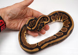 Load image into Gallery viewer, 2022 Female Enchi Gravel/YellowBelly Scaleless Head Ball Python