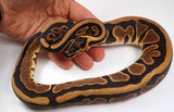 Load image into Gallery viewer, 2022 Female Enchi Gravel/YellowBelly Scaleless Head Ball Python