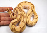 Load image into Gallery viewer, 2022 Male Lesser Bee Yellowbelly Malum Orange Dream Ball Python - SALE! SMOKING!