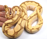 Load image into Gallery viewer, 2022 Male Lesser Bee Yellowbelly Malum Orange Dream Ball Python - SALE! SMOKING!