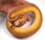 Load image into Gallery viewer, 2022 Female WEIRD Super Pastel Pinstripe Het Desert Ghost Poss HG Woma - Odd Face - SALE!