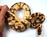 Load image into Gallery viewer, 2022 Female Pastel Enchi Yellowbelly/Spector From Odium Bald Ball Python