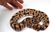 Load image into Gallery viewer, 2022 Male Crypton - Clown Cryptic Poss Het Ultramel Ball Python - SALE!