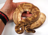 Load image into Gallery viewer, 2022 Female Enchi Lesser Malum Odium Fader + Ball Python - SMOKING!