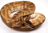 Load image into Gallery viewer, 2022 Female Enchi Lesser Malum Odium Fader + Ball Python - SMOKING!