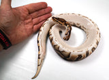 Load image into Gallery viewer, 2022 Male Crypton Het Pied Ball Python - SALE!