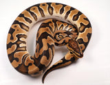 Load image into Gallery viewer, 2022 Male Crypton Het Pied Ball Python - SALE!