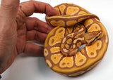 Load image into Gallery viewer, 2022 Female Black Back Ultramel Ball Python - SALE!