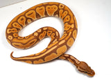 Load image into Gallery viewer, 2022 Female Black Back Ultramel Ball Python - SALE!