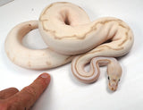 Load image into Gallery viewer, 2022 Male Super Stripe Lesser HG Woma Lucifer Enchi ++ Ball Python - SALE!