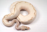 Load image into Gallery viewer, 2022 Male Super Stripe Lesser HG Woma Lucifer Enchi ++ Ball Python - SALE!