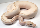 Load image into Gallery viewer, 2022 Male Super Stripe Lesser HG Woma Lucifer Enchi ++ Ball Python - SALE!