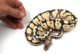 Load image into Gallery viewer, 2022 Male Pastel Desert Ghost Possible Het Clown Ball Python