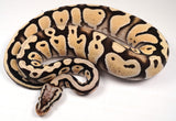 Load image into Gallery viewer, 2022 Male Pastel Desert Ghost Possible Het Clown Ball Python