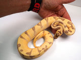 Load image into Gallery viewer, 2022 Male Pastel Super Enchi Woma Yellowbelly/Spector Bald + + Ball Python - SMOKING!