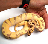 Load image into Gallery viewer, 2022 Male Pastel Super Enchi Woma Yellowbelly/Spector Bald + + Ball Python - SMOKING!