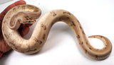 Load image into Gallery viewer, 2022 Male Enchi Hidden Gene Woma Super Stripe From Odium Ball Python