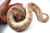 Load image into Gallery viewer, 2022 Male Enchi Hidden Gene Woma Super Stripe From Odium Ball Python