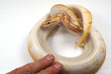 Load image into Gallery viewer, 2021 Female Enchi Lesser Bee Bald Ball Python