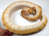 Load image into Gallery viewer, 2021 Female Enchi Lesser Bee Bald Ball Python