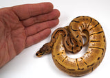 Load image into Gallery viewer, 2023 Female Spider Enchi Static Ball Python - SALE!!! Awesome Looking!