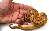 Load image into Gallery viewer, 2023 Female Spider Enchi Static Ball Python - SALE!!! Awesome Looking!