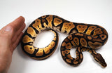 Load image into Gallery viewer, 2022 Male Pastel Het. Het Desert Ghost Het Ultra Possible Het Clown Ball Python - POWERHOUSE!