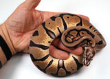 Load image into Gallery viewer, 2022 Female Pastel Microscale Enchi Possible Het Clown Ball Python