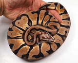 Load image into Gallery viewer, 2022 Female Pastel Microscale Enchi Possible Het Clown Ball Python