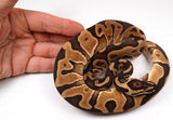 Load image into Gallery viewer, 2022 Female Possible Odium Leopard Yellow Belly Ball Python - Potential POWERHOUSE!