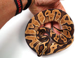 Load image into Gallery viewer, 2022 Female Possible Odium Leopard Yellow Belly Ball Python - Potential POWERHOUSE!