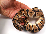 Load image into Gallery viewer, 2022 Male Crypton Poss Het. Ultramel Ball Python