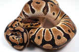 Load image into Gallery viewer, 2022 Male Crypton Poss Het. Ultramel Ball Python