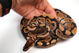 Load image into Gallery viewer, 2022 Female Nanny Ball Python