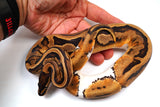 Load image into Gallery viewer, 2022 Female Pied Het Albino/Candy Ball Python - SALE!