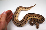 Load image into Gallery viewer, 2022 Female Bumble Bee Leopard EMG Pos. Het. Pied Ball Python - POWERHOUSE!