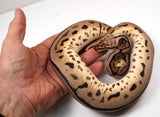 Load image into Gallery viewer, 2022 Female Bumble Bee Leopard EMG Pos. Het. Pied Ball Python - POWERHOUSE!