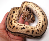 Load image into Gallery viewer, 2022 Female Bumble Bee Leopard EMG Pos. Het. Pied Ball Python - POWERHOUSE!